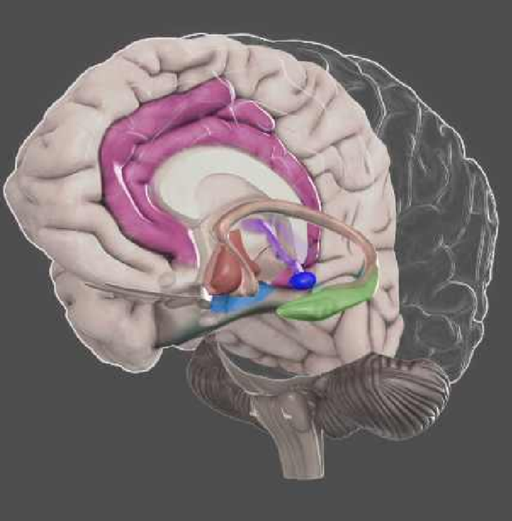 Encender y apagar el cerebro