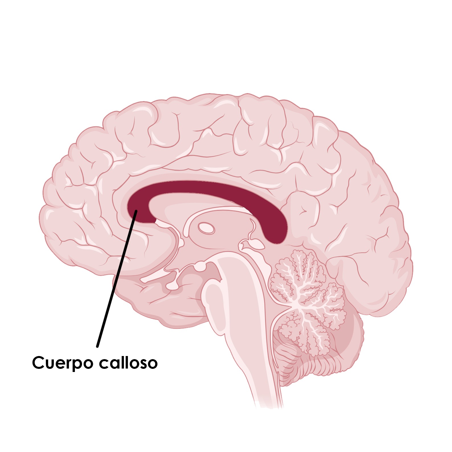 Cuerpo calloso
