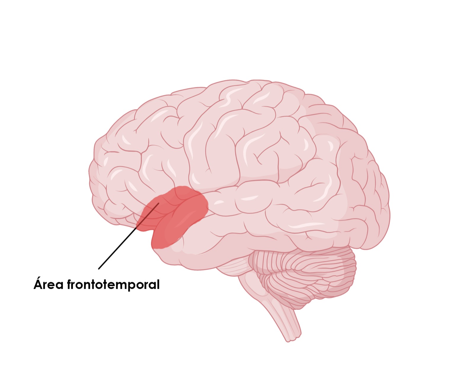 Área frontotemporal
