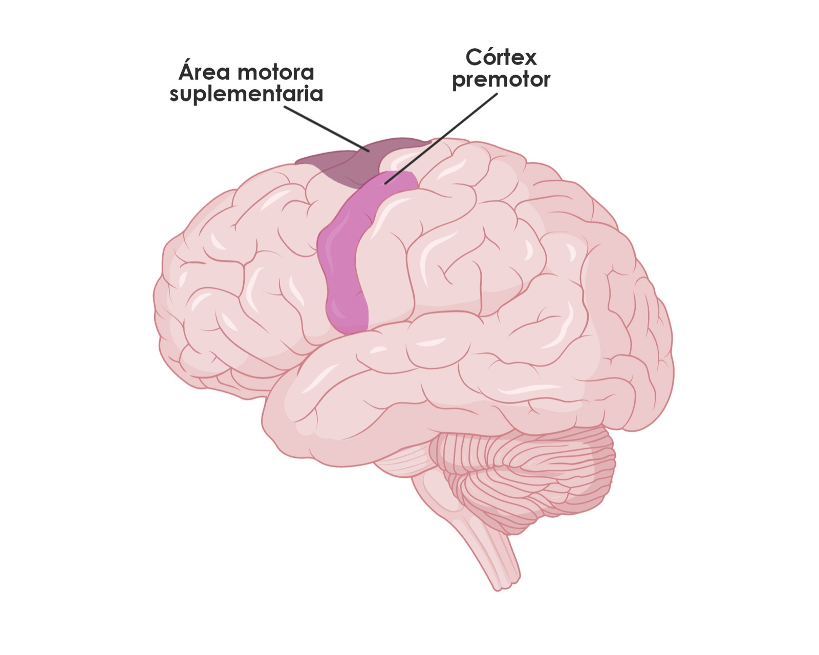 Bases neuropsicológicas de la danza - sistema motor - NeuroClass