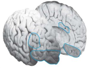 Imagen obtenida de Tirapu-Ustarroz y Luna-Lario (2008).
