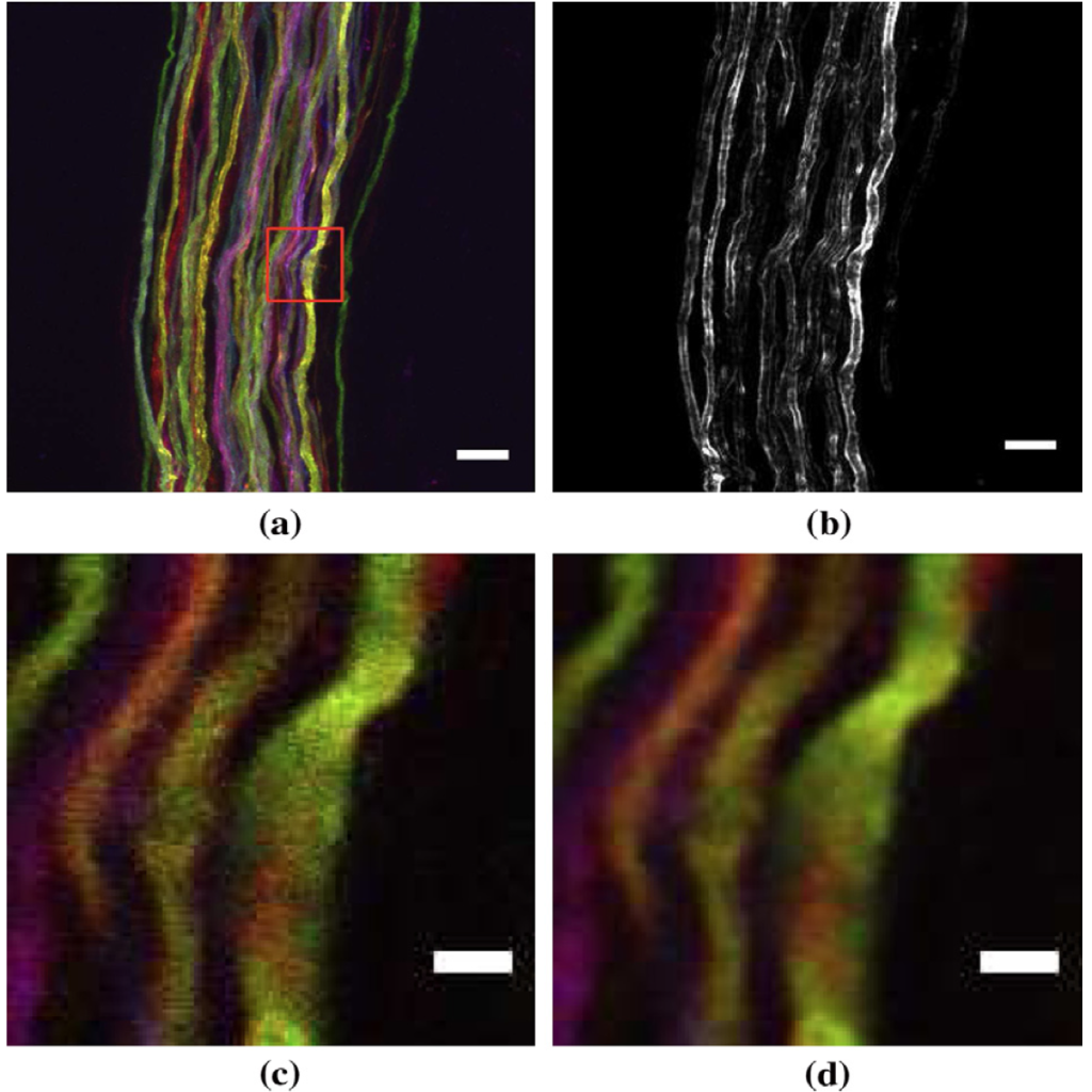 Brainbow: Un cerebro de colores.  Imagen obtenida de Bas et al. (2012).