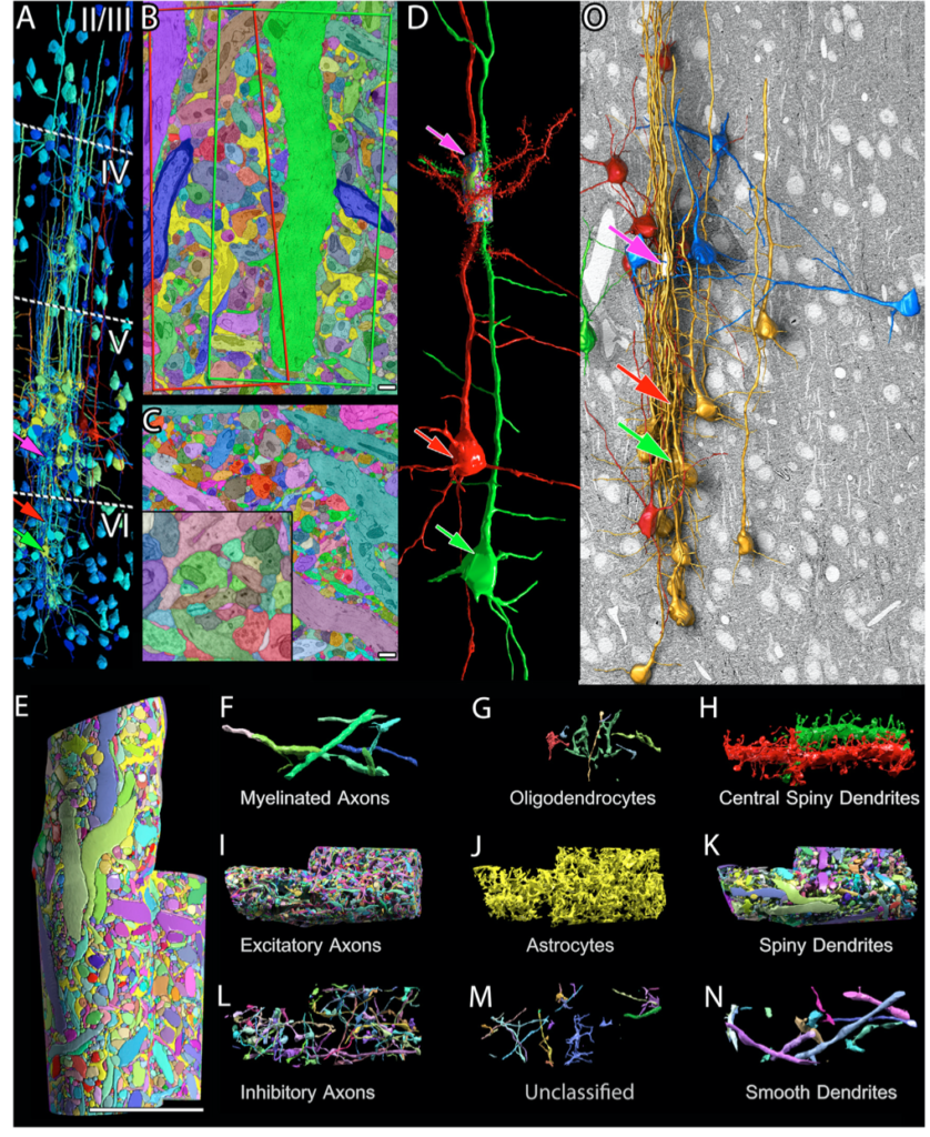 qué es el conectoma