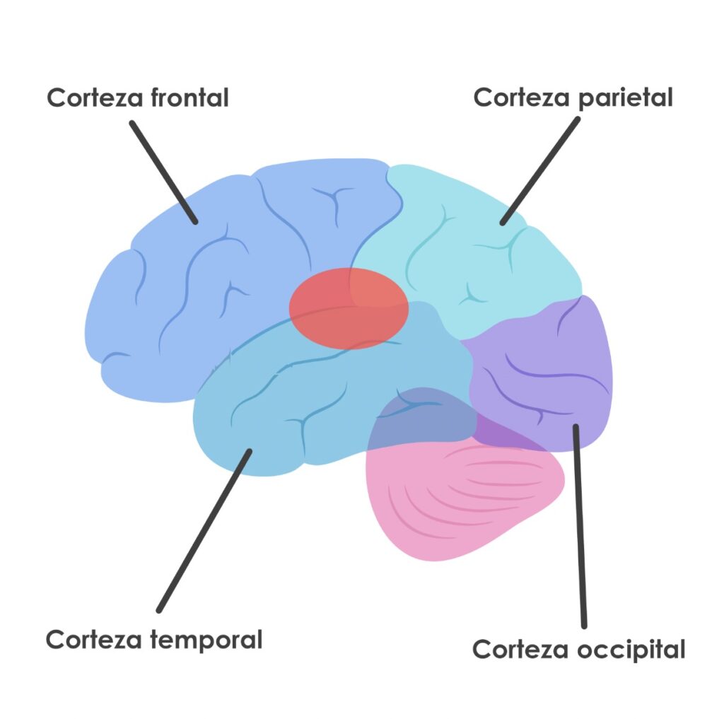 tipos-de-afasia-problemas-para-producir-y-comprender-lenguaje-neuroclass
