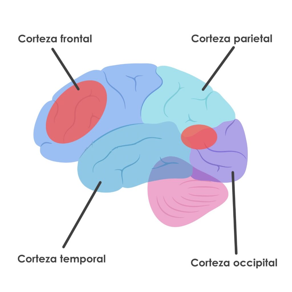 tipos-de-afasia-problemas-para-producir-y-comprender-lenguaje-neuroclass