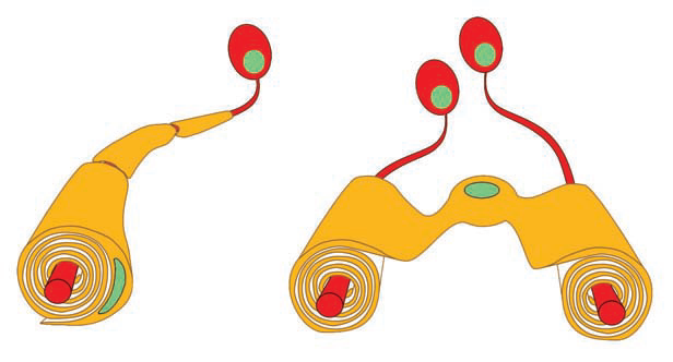 tipos-y-funciones-de-las-células-gliales