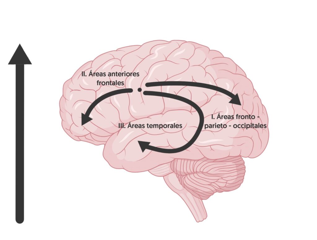 formación cerebral, Neurodesarrollo