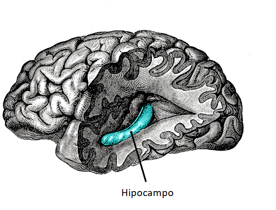 Hipotiroidismo y funcionamiento cerebral: Una estrecha relación con la tiroides 