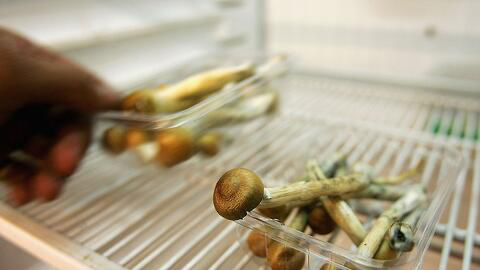 Hongos psicodélicos: ¿Aliados para tratar la depresión?