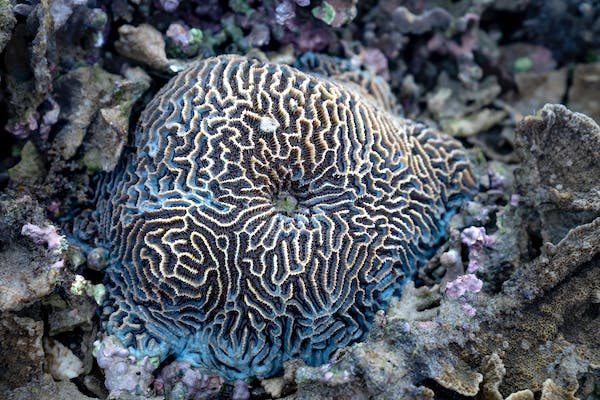 Los 12 pares craneales del cerebro