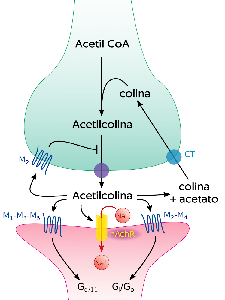 La acetilcolina y su papel en la memoria
