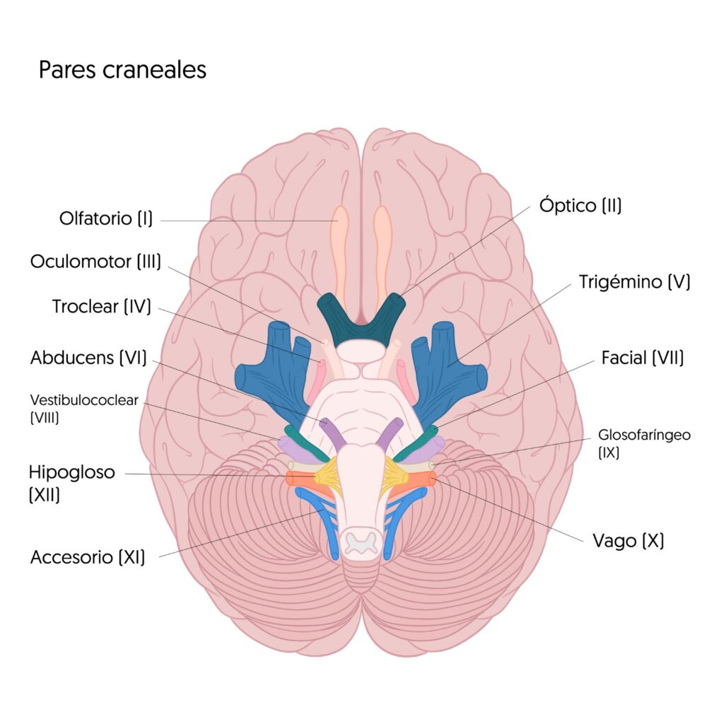 Los 12 pares craneales del cerebro