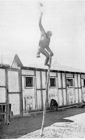 Wolfgang Kohler y el experimento de los chimpancés: comprensión subita