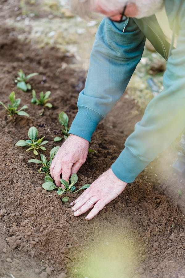 La importancia de integrar la jardinería en nuestra vida diaria se destaca como un elemento fundamental para el bienestar mental, proporcionando un enfoque accesible y efectivo para mejorar la calidad de vida.