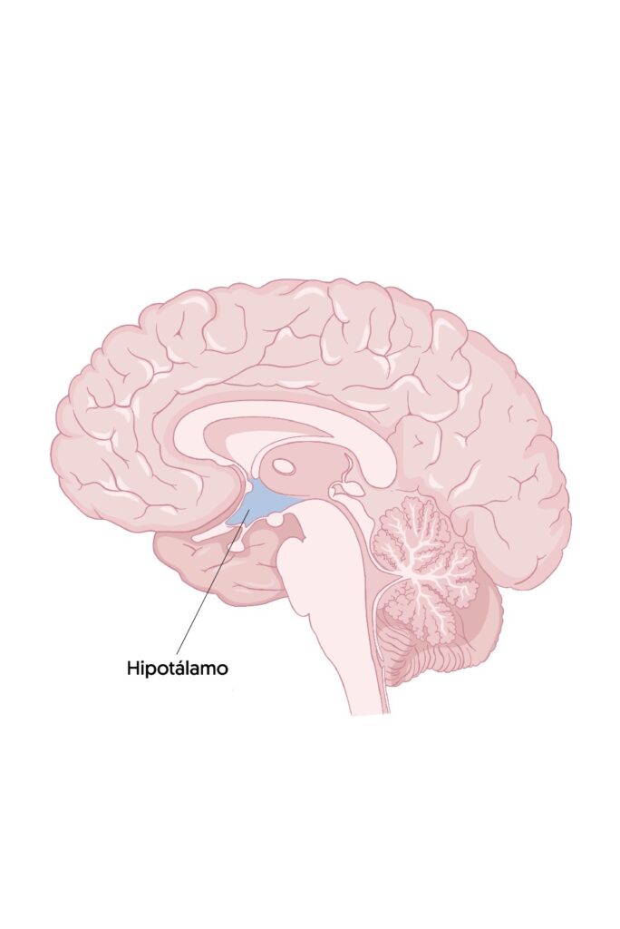 sistema límbico, emociones, amígdala