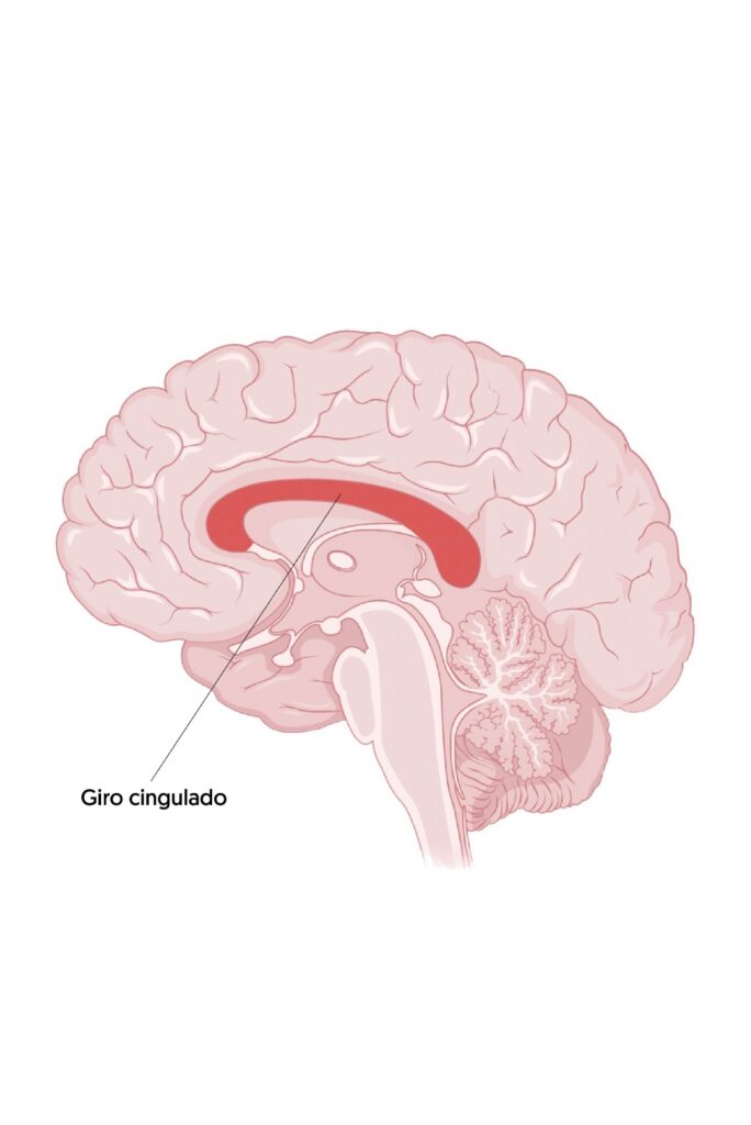 sistema límbico, emociones, amígdala