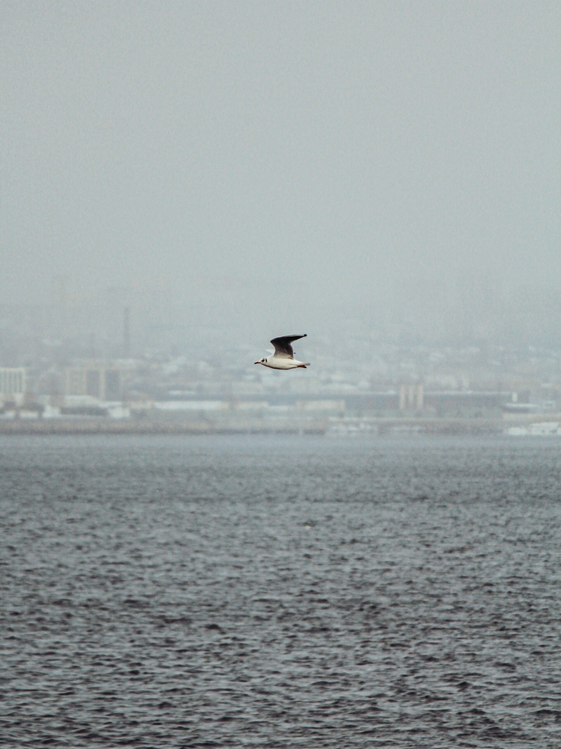 Contaminación Ambiental, Salud Mental