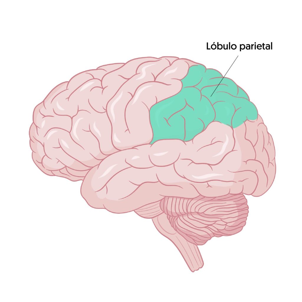Lóbulo parietal, integración sensorial