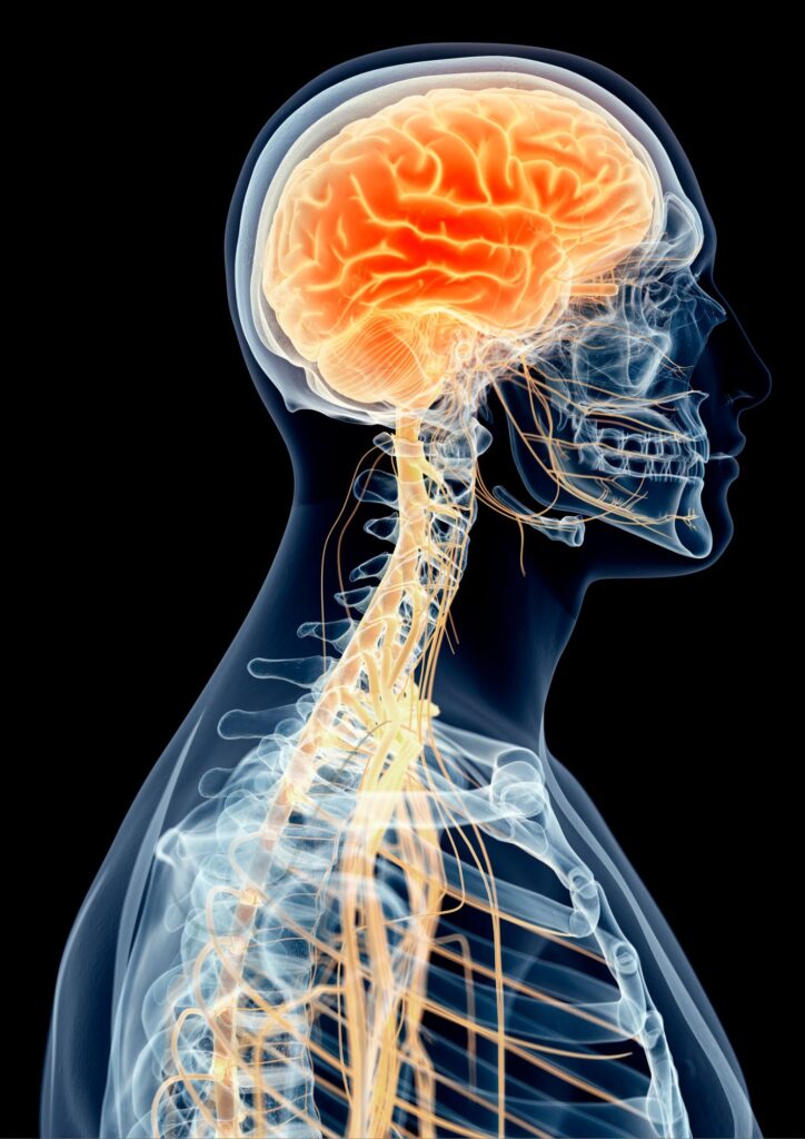 Nervio vago y regulación emocional