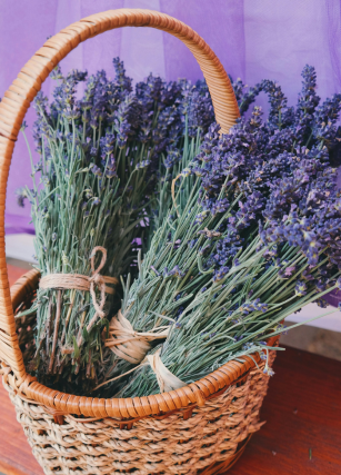 Lavanda