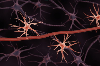 Que es la neurogenesis