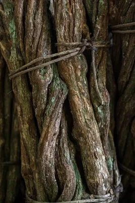 Ayahuasca y psicoterapia